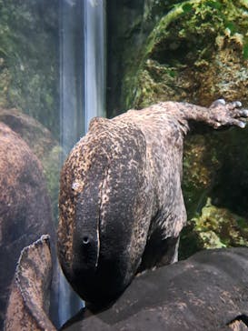 京都水族館に投稿された画像（2024/6/27）