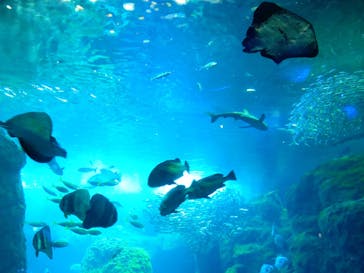 新江ノ島水族館に投稿された画像（2024/6/27）