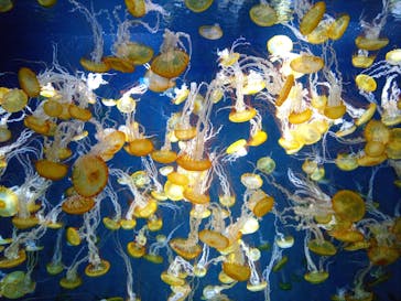 新江ノ島水族館に投稿された画像（2024/6/27）