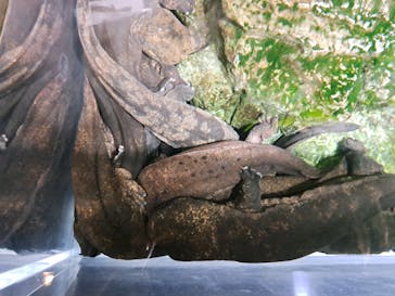 京都水族館に投稿された画像（2024/6/27）