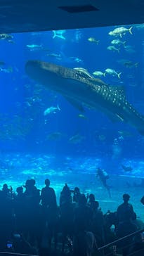 沖縄美ら海水族館に投稿された画像（2024/6/27）