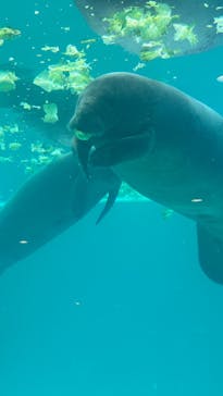 沖縄美ら海水族館に投稿された画像（2024/6/27）