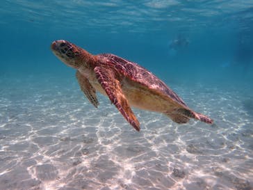 nico 宮古島に投稿された画像（2024/6/27）