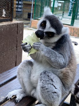しろとり動物園に投稿された画像（2024/6/27）