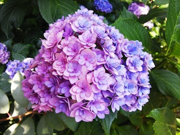 横浜イングリッシュガーデンに投稿された画像（2024/6/27）