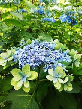 横浜イングリッシュガーデンに投稿された画像（2024/6/27）