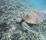 宮古島 ADVENTURE PiPi（ミヤコジマ アドベンチャー ピピ）に投稿された画像（2024/6/28）