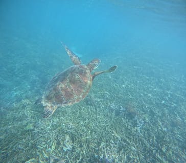 宮古島 ADVENTURE PiPi（ミヤコジマ アドベンチャー ピピ）に投稿された画像（2024/6/28）