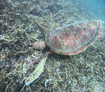 宮古島 ADVENTURE PiPi（ミヤコジマ アドベンチャー ピピ）に投稿された画像（2024/6/28）