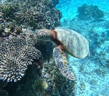 宮古島 ADVENTURE PiPi（ミヤコジマ アドベンチャー ピピ）に投稿された画像（2024/6/28）