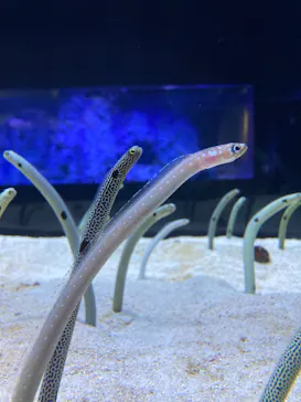 すみだ水族館に投稿された画像（2024/6/28）