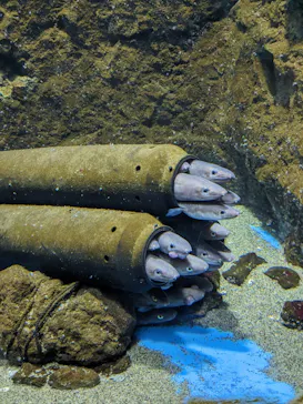 仙台うみの杜水族館に投稿された画像（2024/6/28）