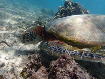 nico 宮古島に投稿された画像（2024/6/28）