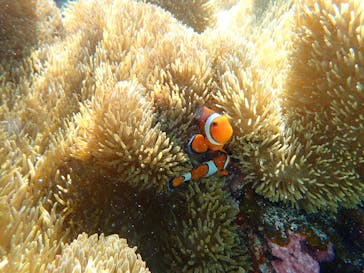 nico 宮古島に投稿された画像（2024/6/28）