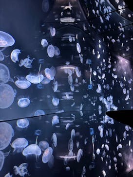 サンシャイン水族館に投稿された画像（2024/6/28）