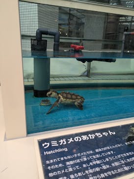 名古屋港水族館に投稿された画像（2024/6/28）