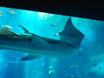 沖縄美ら海水族館に投稿された画像（2024/6/28）