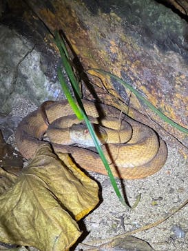 西表島 ADVENTURE PiPi（アドベンチャーピピ）に投稿された画像（2024/6/28）