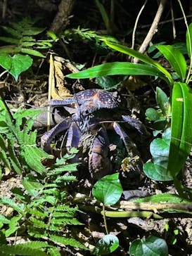 西表島 ADVENTURE PiPi（アドベンチャーピピ）に投稿された画像（2024/6/28）