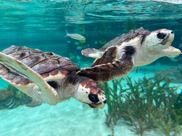 鴨川シーワールドに投稿された画像（2024/6/28）