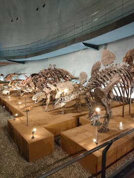 福井県立恐竜博物館に投稿された画像（2024/6/28）