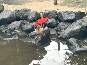 神戸どうぶつ王国に投稿された画像（2024/6/28）