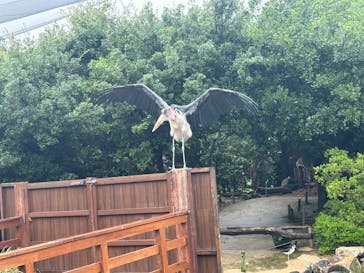 神戸どうぶつ王国に投稿された画像（2024/6/28）