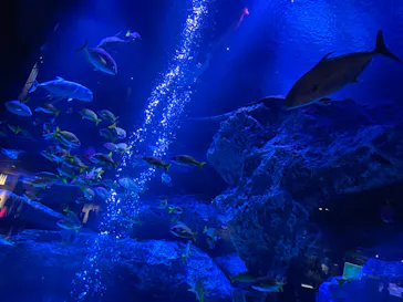 すみだ水族館に投稿された画像（2024/6/28）