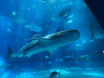 沖縄美ら海水族館に投稿された画像（2024/6/28）