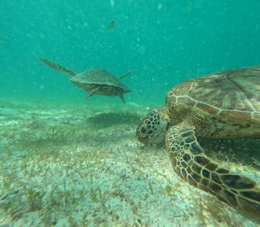 nico 宮古島に投稿された画像（2024/6/28）