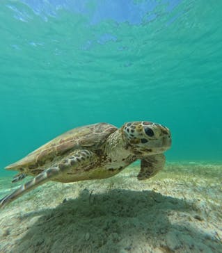 nico 宮古島に投稿された画像（2024/6/28）