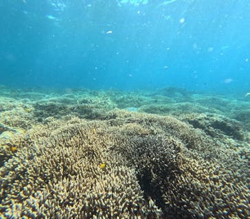 西表島 ADVENTURE PiPi（アドベンチャーピピ）に投稿された画像（2024/6/28）