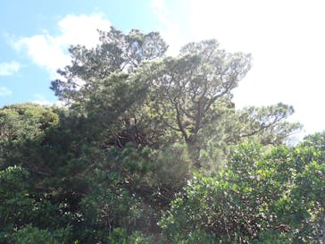 西表島 ADVENTURE PiPi（アドベンチャーピピ）に投稿された画像（2024/6/28）