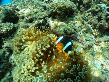 武藤潜水に投稿された画像（2024/6/29）