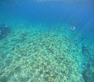 沖縄マリンサービス碧に投稿された画像（2024/6/29）