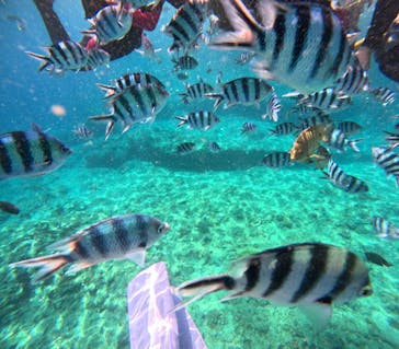 沖縄マリンサービス碧に投稿された画像（2024/6/29）