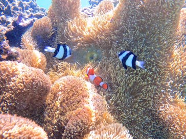 宮古島 ADVENTURE PiPi（ミヤコジマ アドベンチャー ピピ）に投稿された画像（2024/6/29）