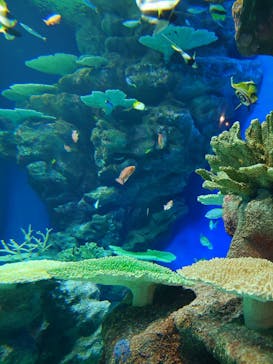 島根県立 しまね海洋館に投稿された画像（2024/6/29）