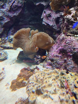 島根県立 しまね海洋館に投稿された画像（2024/6/29）