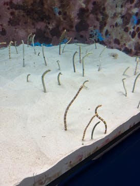 沖縄美ら海水族館に投稿された画像（2024/6/29）