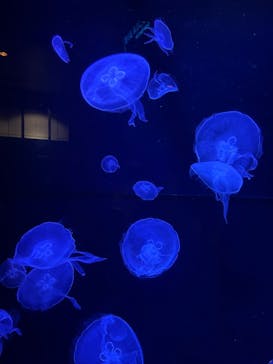 沖縄美ら海水族館に投稿された画像（2024/6/29）