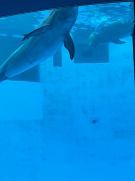 名古屋港水族館に投稿された画像（2024/6/29）