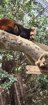 神戸どうぶつ王国に投稿された画像（2024/6/29）