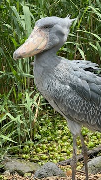 神戸どうぶつ王国に投稿された画像（2024/6/29）