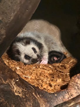 神戸どうぶつ王国に投稿された画像（2024/6/29）