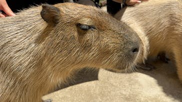 神戸どうぶつ王国に投稿された画像（2024/6/29）