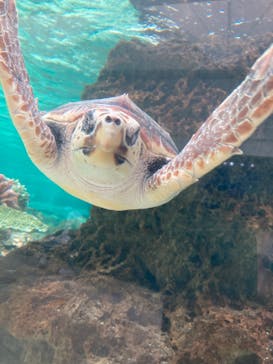 鴨川シーワールドに投稿された画像（2024/6/29）