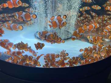 鴨川シーワールドに投稿された画像（2024/6/29）