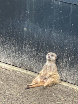 恩賜上野動物園に投稿された画像（2024/6/29）