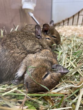 恩賜上野動物園に投稿された画像（2024/6/29）